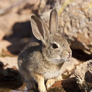 Arizona Cottontail Rabbit Sylvilagus audubonii SE Arizona