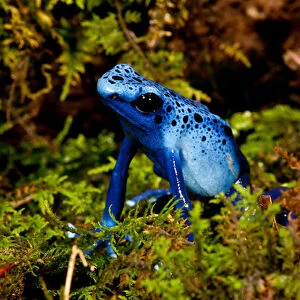 Azure Dart Frog Dendrobates azureus Native to Northern South America
