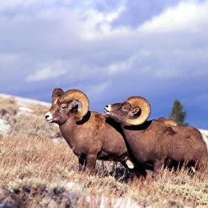 Two bighorn rams (Ovis canadensis) on grassy slope, Whiskey Mountain, Wyoming