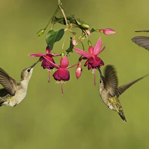 Black-chinned Hummingbird (Archilochus alexandri), adult females feeding on blooming Fuchsia