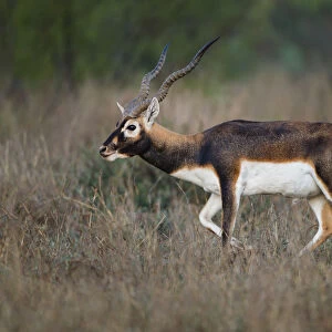 Blackbuck (Antelope cervicapra) exotic animal in Texas habitat