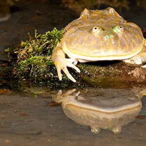 Frogs Related Images