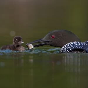 Canada, British Columbia, Common Loon, breeding plumage, adult, chick, feeding