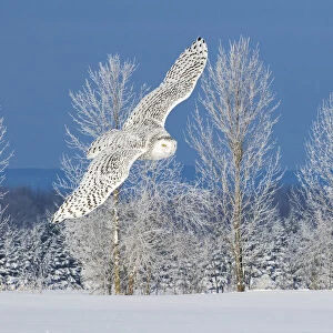 Canada, Ontario. Female snowy owl in flight