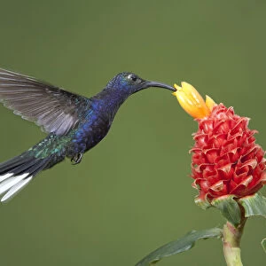 Caribbean, Costa Rica. Violet sabrewing hummingbird feeding