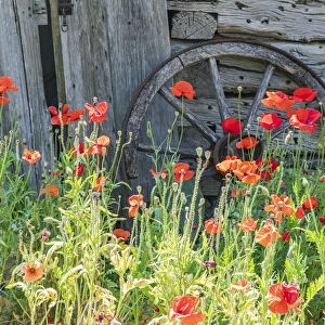 Castroville, Texas, USA. Poppies and historic buildings in the Texas Hill Country