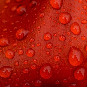 Close-up of rain droplets on red tulip petal