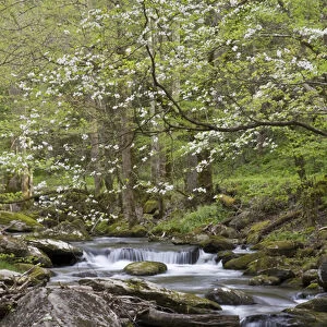 Dogwood trees in spring along Middle Prong Little River, Tremont area, Great Smoky