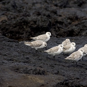 Ecuador, Galapagos, Santiago (aka James). James Bay, Puerto Egas. Sanderling (WILD: Calidris alba