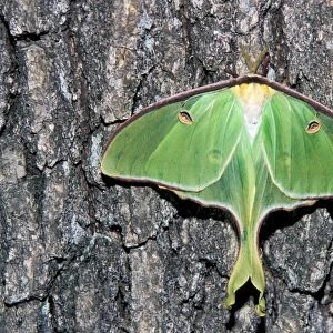 Female Luna Moth (Actias luna)