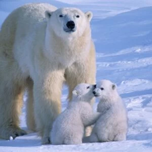 Female Polar Bear Standing with 2 Cubs at her feet, Canada, Manitoba, Churchill