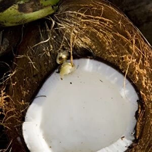 Fiji, Vanua Levu, Savusavu. Detailed view of a split coconut