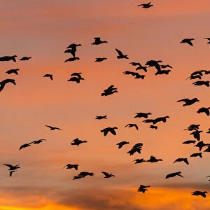 Geese in flight before dawn from the flight deck, Bosque del Apache NWR, New Mexico