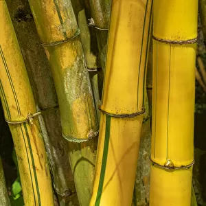 Detail of golden bamboo