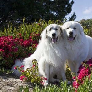 Two Great Pyrenees together among red flowers
