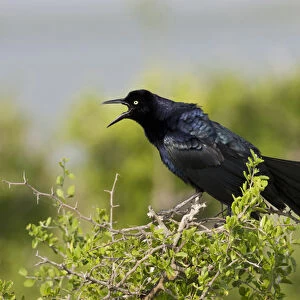 Great-tailed Grackle (Quiscalus mexicanus) adult male calling