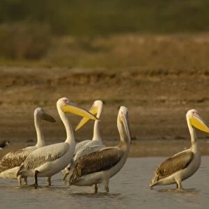 Great White Pelicans (Pelecanus onocrotalus). Velavadar National Park. Gujarat. SW INDIA