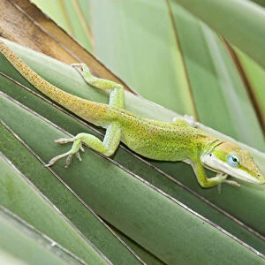 Green Anole (Anolis carolinensis) hunting insects on yucca, south Texas, USA, September