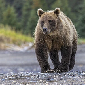 Grizzly bear, Lake Clark National Park and Preserve, Alaska