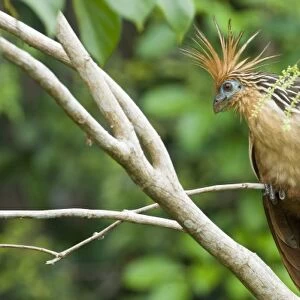 Hoatzin (Opisthocomus hoazin), also known as the Hoactzin, Stinkbird, or Canje Pheasant