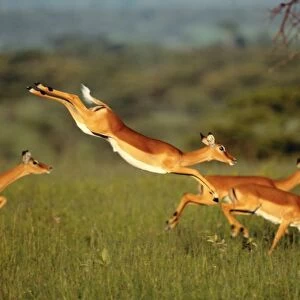 Impala, Aepyceros melampus, Mara River, Kenya