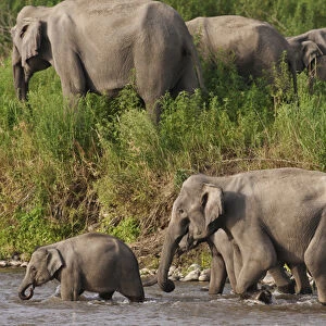 Indian / Asian Elephants, crossing the river Ramganga, Corbett National Park, India