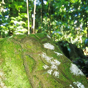 Indian petroglyphs at Stonefield Estate, St Lucia, Caribbean