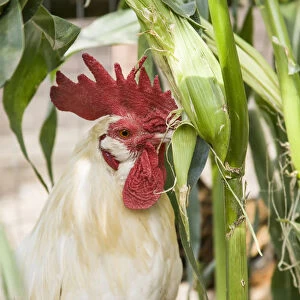 Issaquah, Washington State, USA. White Leghorn rooster eating an ear of corn from a garden
