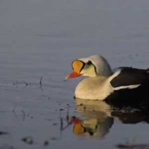 king eider, Somateria spectabilis, male on a freshwater lake in the National Petroleum Reserves