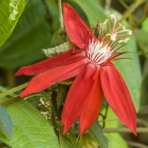 La Garita, Costa Rica. Red passion flower or scarlet passion flower (Passiflora coccinea)