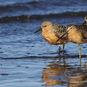Long-billed Dowitcher with Red Knots