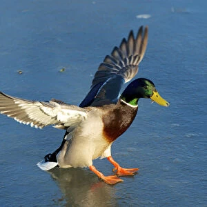 The mallard (Anas platyrhynchos) is a dabbling duck which breeds throughout the temperate