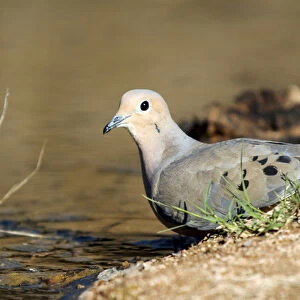 The mourning dove (Zenaida macroura) drinking at a small pond