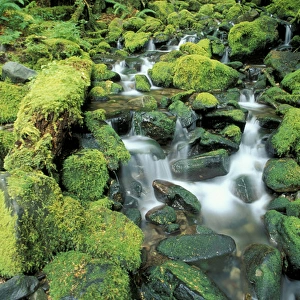 N. A. USA, Washington, Sole Duc, Olympic Nat l Park Small stream in rainforest