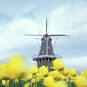 NA, USA, Michigan, Ottowa County, Holland, Golden Apeldorn tulips and Dutch Windmill