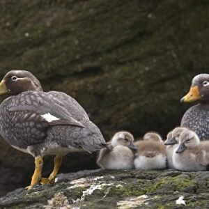 A pair of Falkland Steamer duck adults watch over their brood of chicks on New Island