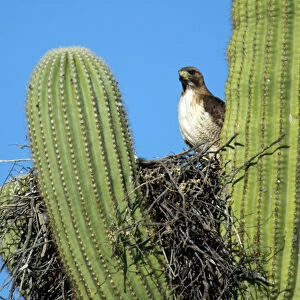 A pale morph red-tailed hawk (Buteo jamaicensis) nests in the arms of a saguaro cactus