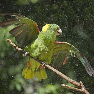 Parrot in the rain, Honduras