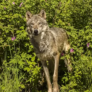 Pine County. Captive gray wolf adult. Credit as: Cathy and Gordon Illg / Jaynes Gallery