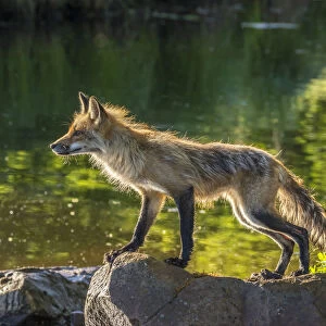 Pine County. Captive red fox on rock. Credit as: Cathy and Gordon Illg / Jaynes Gallery