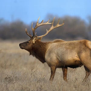 Profile photo of a Male Elk (cervus canadensis)