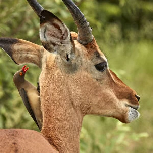 Red-billed Oxpecker (Buphagus erythrorhynchus), on Impala (Aepyceros melampus melampus)