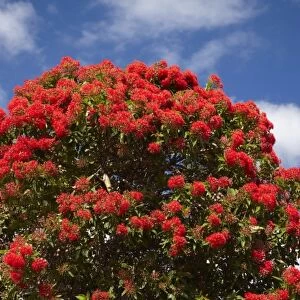 Red Flowering Gum Tree, Marrawah, North Western Tasmania, Australia