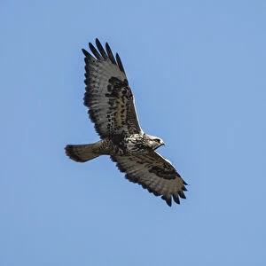 A Rough-legged Hawk (Buteo lagopus) in flight