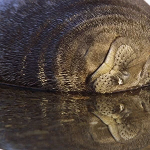 Southern Elephant Seal (mirounga leonina) portrait of pub, face reflecting in water