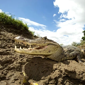 Spectacled Caiman (Caiman crocodilus), Costa Rica