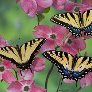 Trio of Eastern Tiger Swallowtail on Pink Dogwood blooms, Papilio glaucus