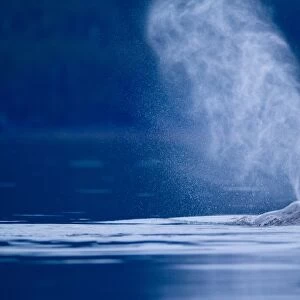 USA, Alaska, Tongass National Forest, Twin plumes of mist emerge from blowhole of Humpback Whale