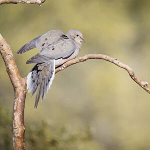 USA, Arizona, Buckeye. Curve-billed thrasher and mourning dove on branch. Credit as