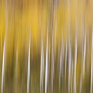 USA, Colorado. Abstract of aspen tress in autumn